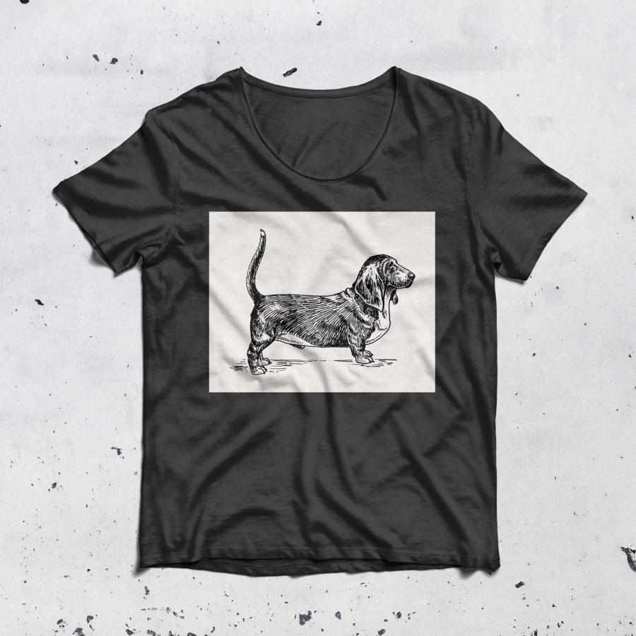 Pies rasy basset hound
