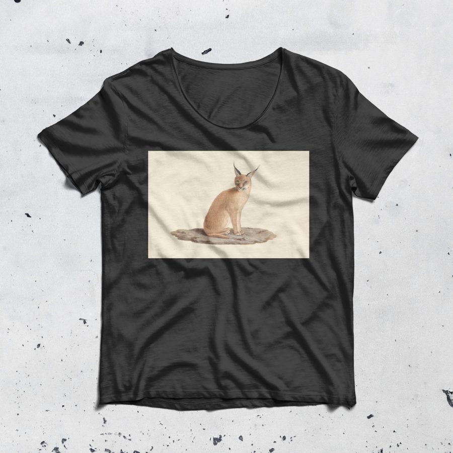 Caracal caracal
